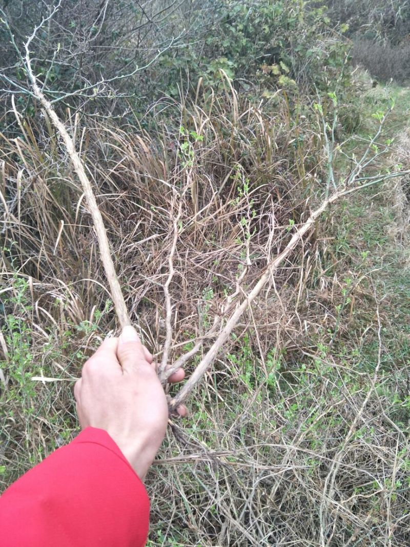 刺梨苗51~80cm