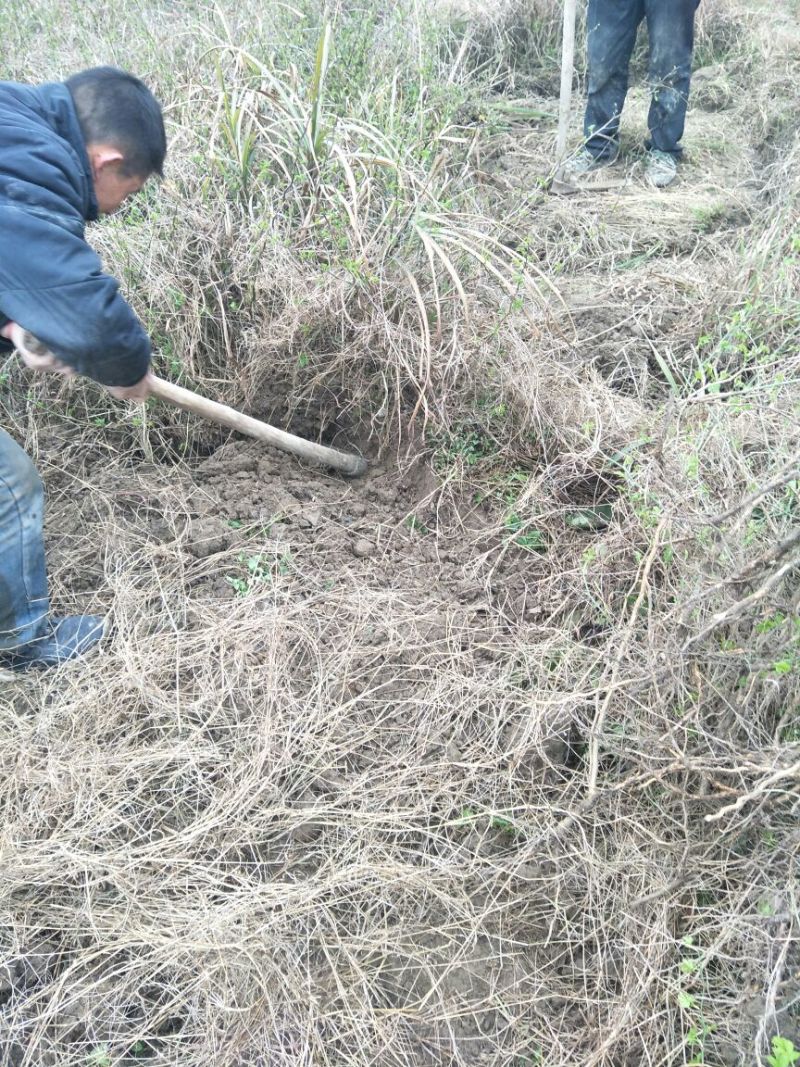 刺梨苗51~80cm