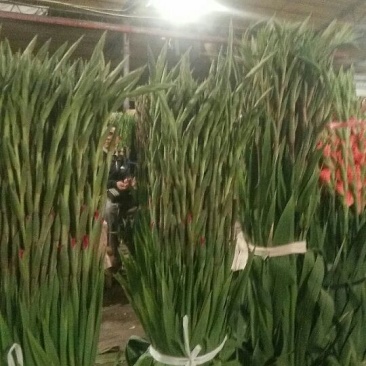 广州本地剑兰花，大量上市了