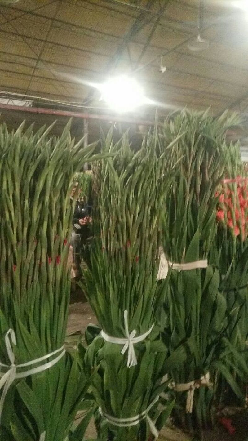 广州本地剑兰花，大量上市了