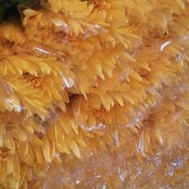 （十枝）黄金菊50~80cm
