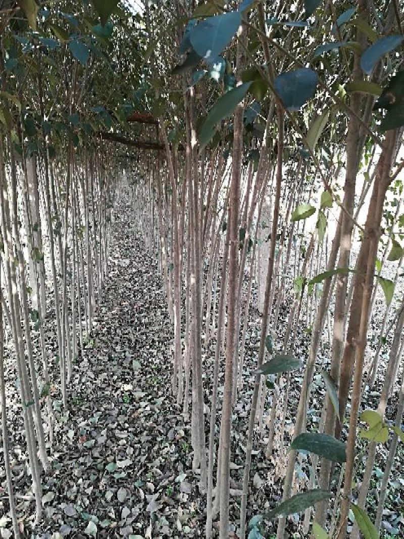 大叶女贞4cm以下
