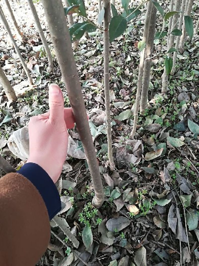 大叶女贞4cm以下