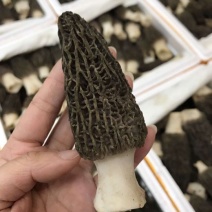 羊肚菌有需要联系一手货源产地供货质量保证