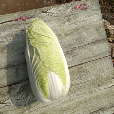 白菜净菜4~6斤
