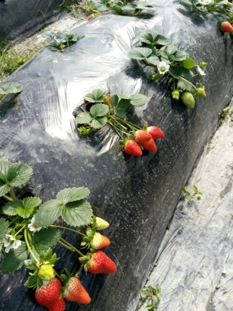 丰香草莓20~30克