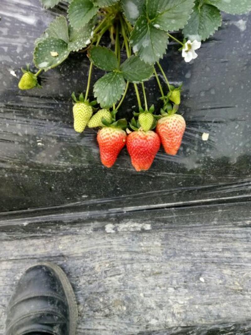 丰香草莓20~30克