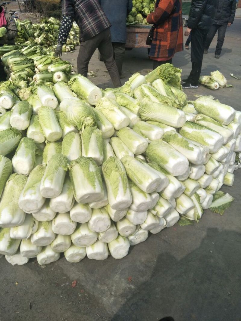 滕州北京新三号白菜净菜散装产地一手货源诚信经营欢迎来