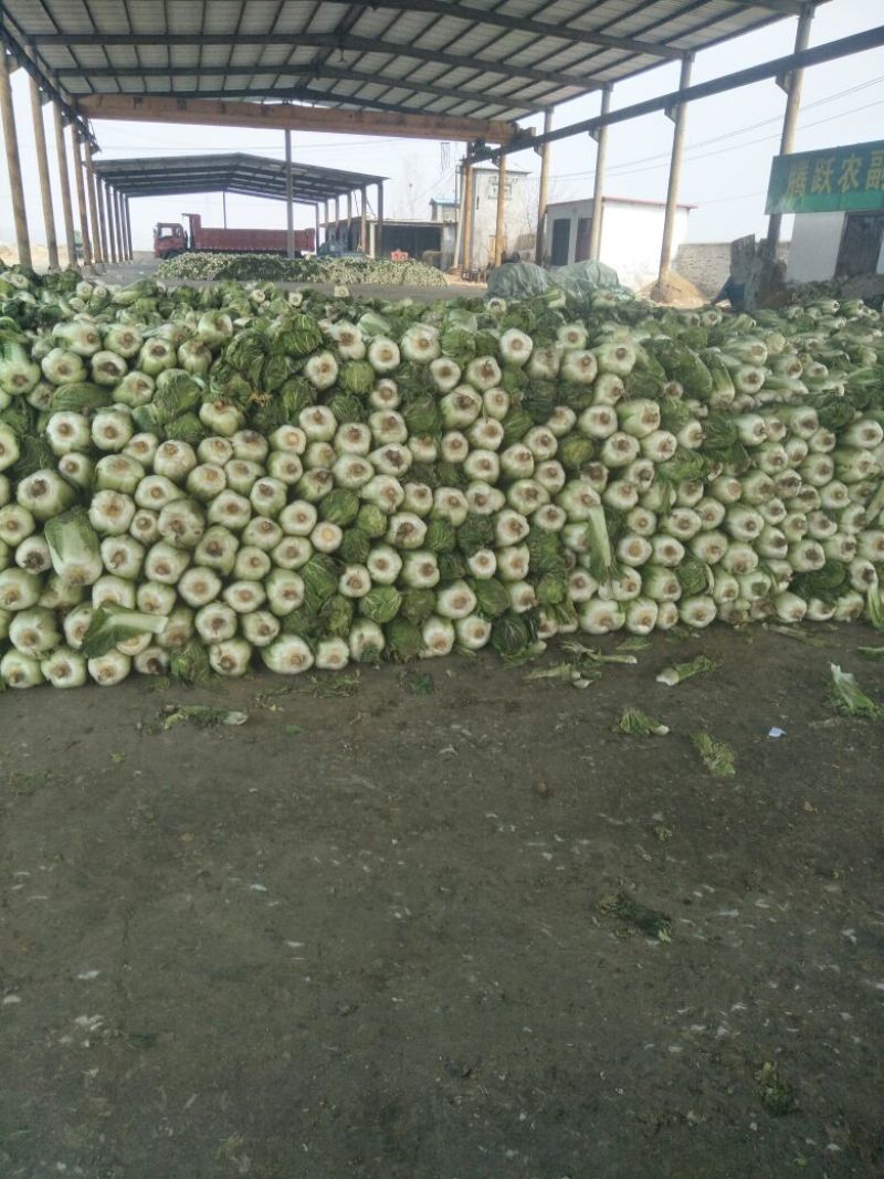 滕州北京新三号白菜净菜散装产地一手货源诚信经营欢迎来