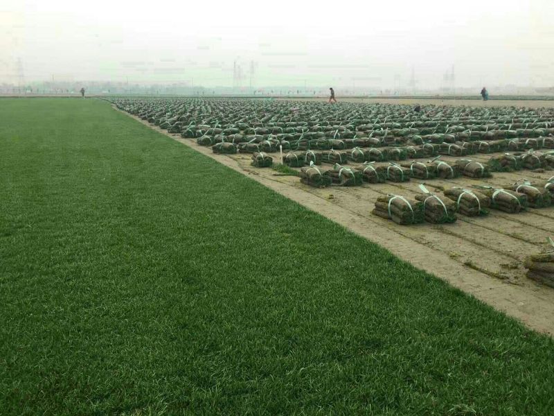 果岭草，基地直销价供应
