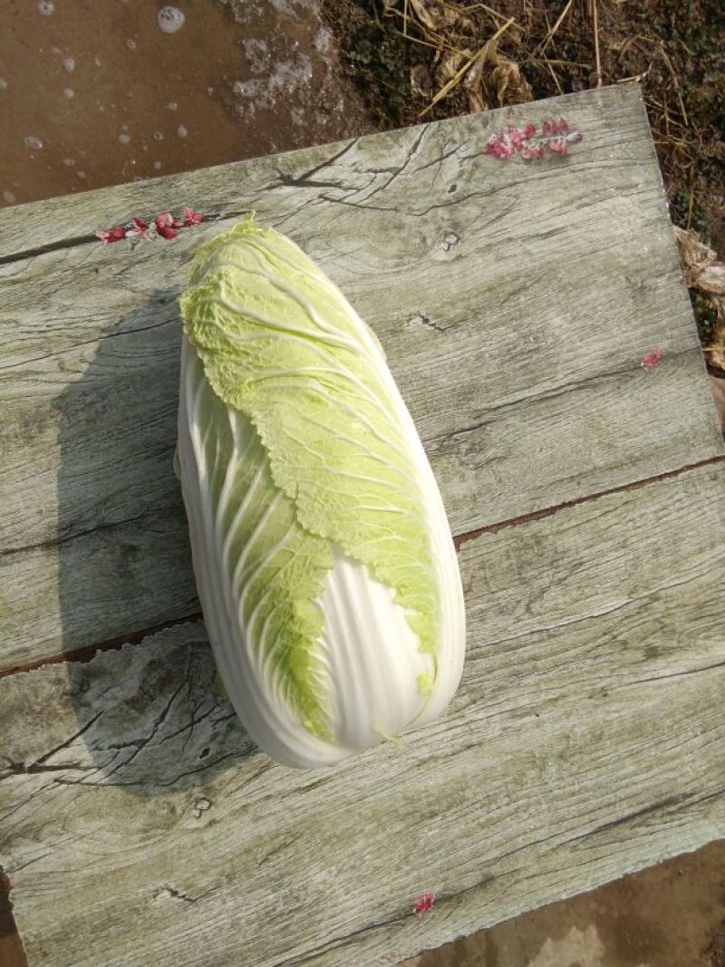 白菜净菜4~6斤