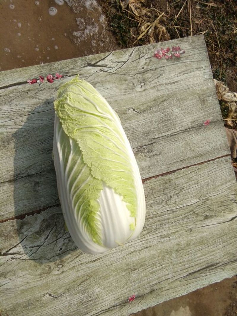 白菜净菜4~6斤