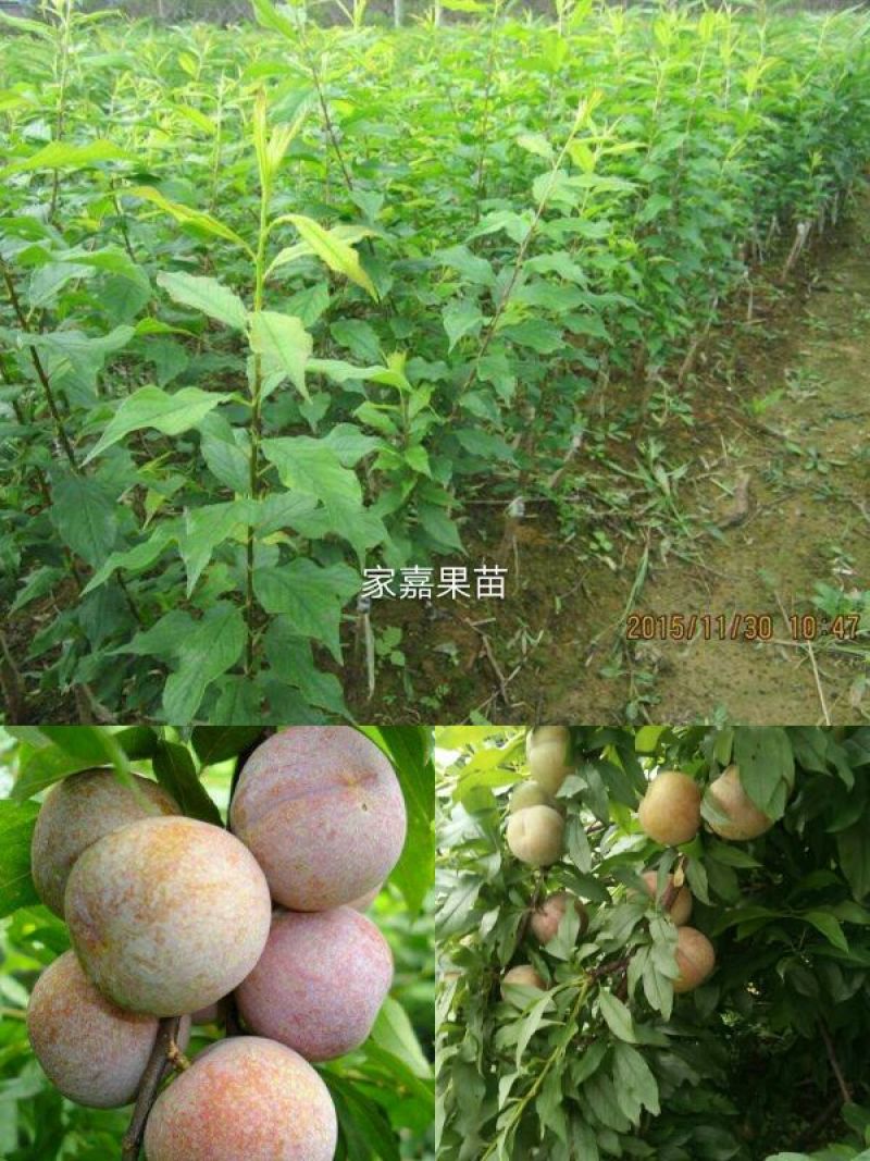 三华李苗基地直供/包成活率包技术指导/死苗断苗免费补发