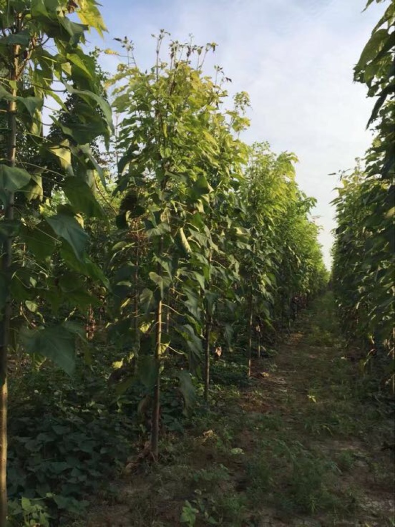 楸树3m以上太和县顶峰种植专业合作社