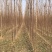 楸树3m以上太和县顶峰种植专业合作社