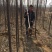 楸树3m以上太和县顶峰种植专业合作社