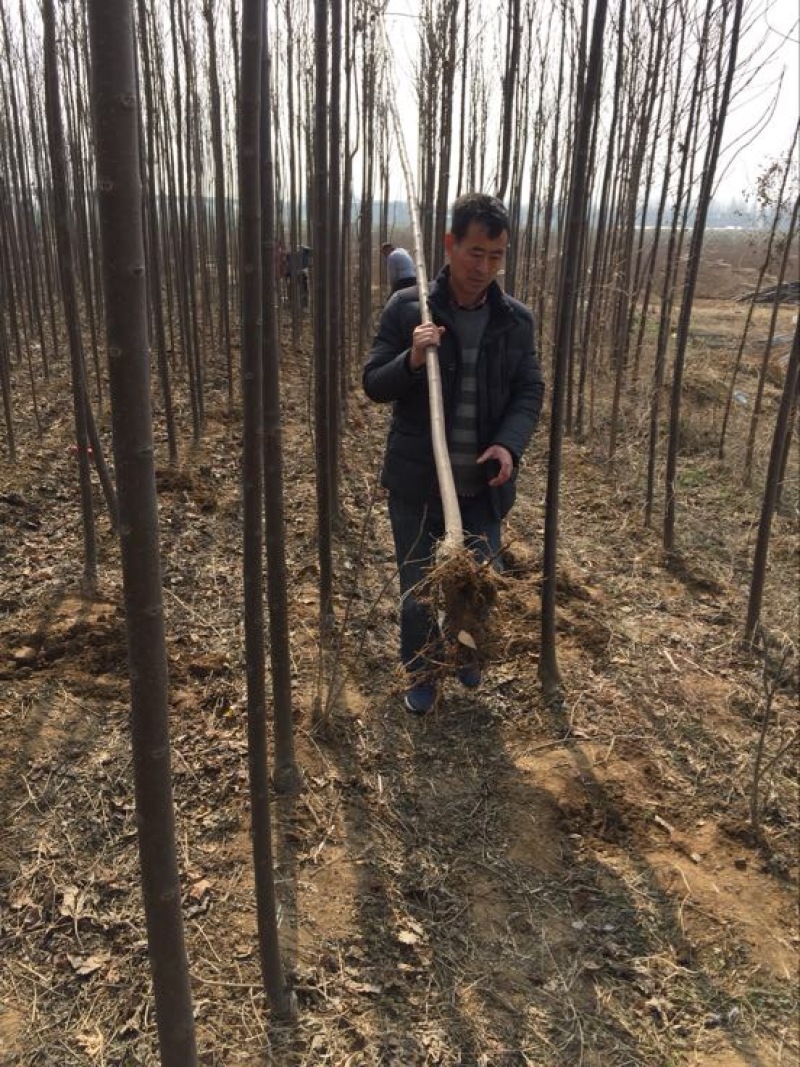 楸树3m以上太和县顶峰种植专业合作社