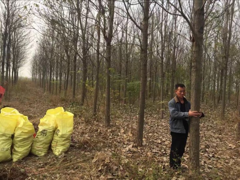 楸树3m以上太和县顶峰种植专业合作社