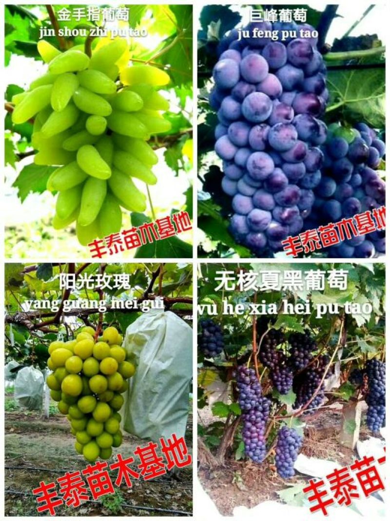 葡萄苗种植葡萄葡萄苗价格种植葡萄苗购买好