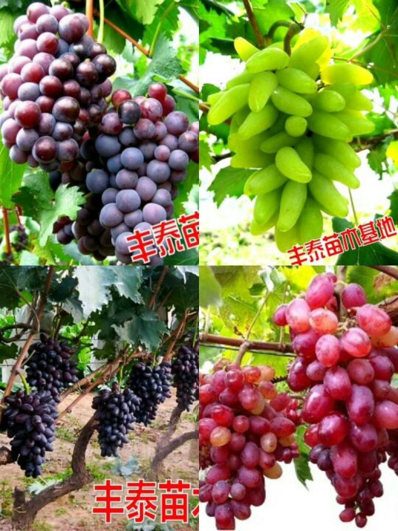 葡萄苗种植葡萄葡萄苗价格种植葡萄苗购买好