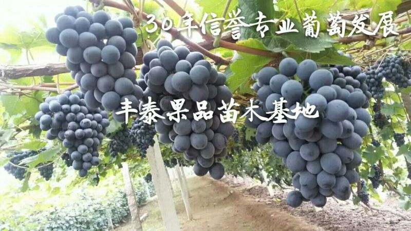 葡萄苗种植葡萄葡萄苗价格种植葡萄苗购买好