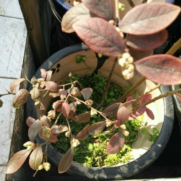 蓝莓苗2年以上100~120cm
