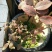 蓝莓苗2年以上100~120cm