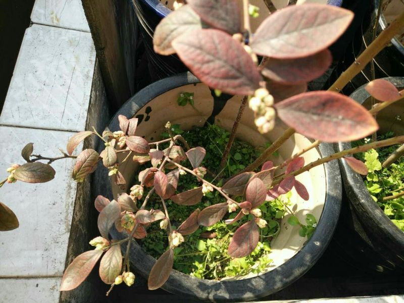 蓝莓苗2年以上100~120cm