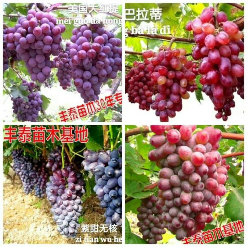 葡萄苗早熟葡萄苗种植葡萄苗大棚葡萄苗山东葡萄苗