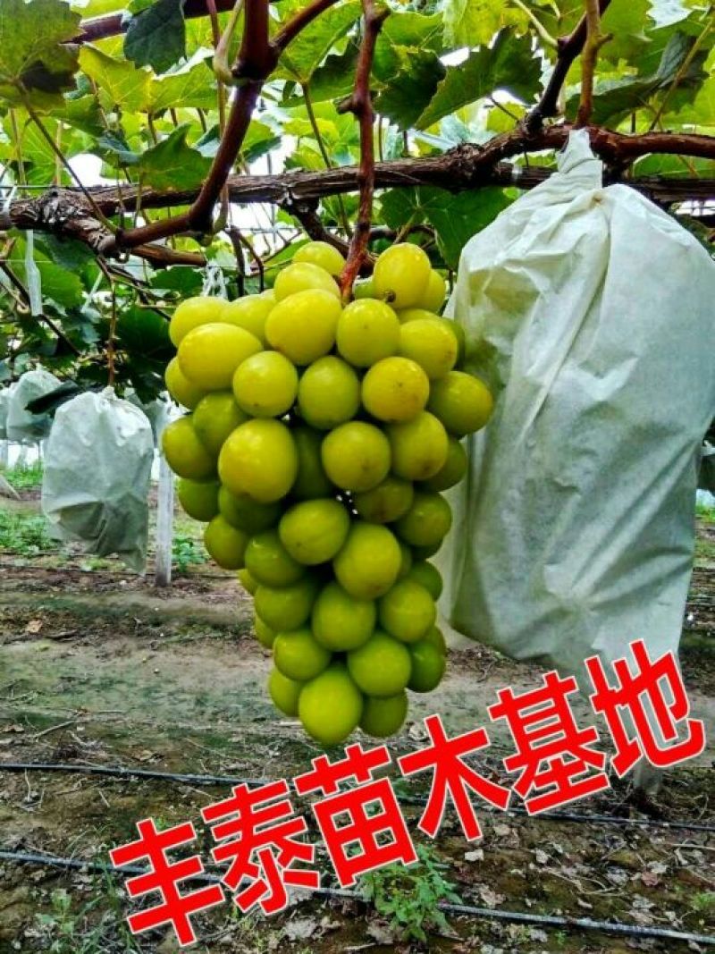 葡萄苗早熟葡萄苗种植葡萄苗大棚葡萄苗山东葡萄苗