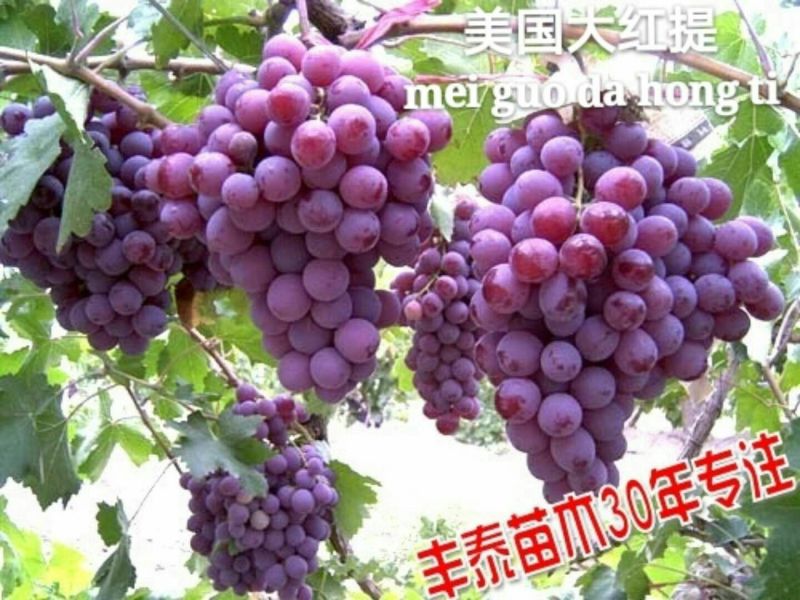 葡萄苗早熟葡萄苗种植葡萄苗大棚葡萄苗山东葡萄苗