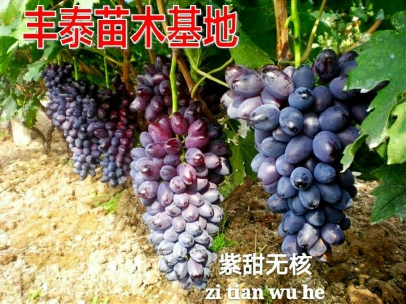 葡萄苗早熟葡萄苗种植葡萄苗大棚葡萄苗山东葡萄苗