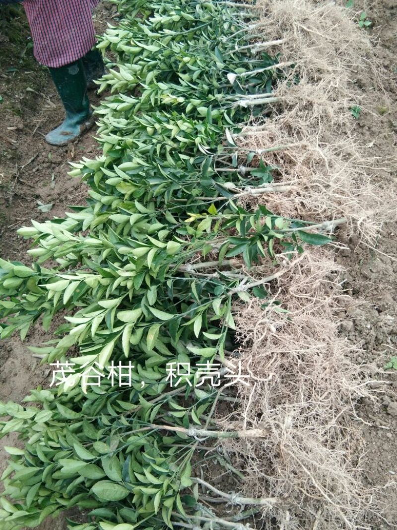 沃柑苗30cm以下