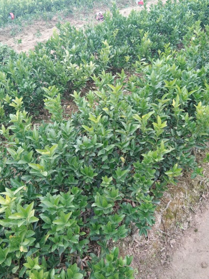 沃柑苗30cm以下