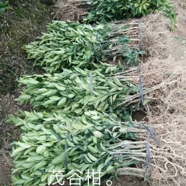 沃柑苗30cm以下