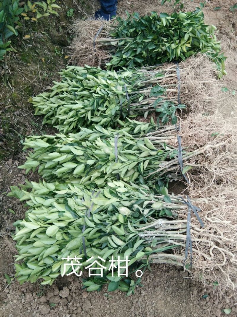 沃柑苗30cm以下