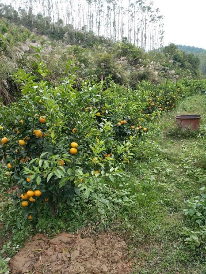 沃柑苗30cm以下