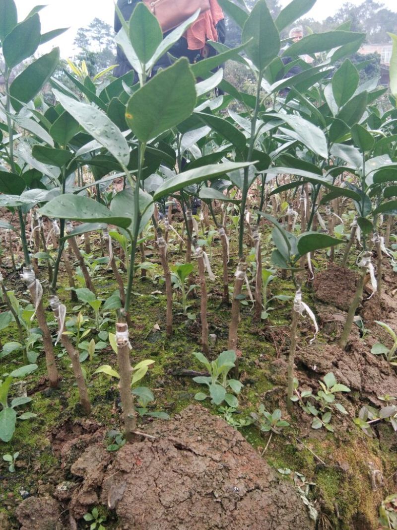 沃柑苗30cm以下