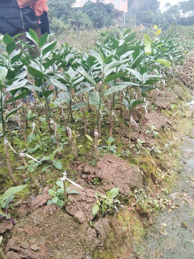 沃柑苗30cm以下