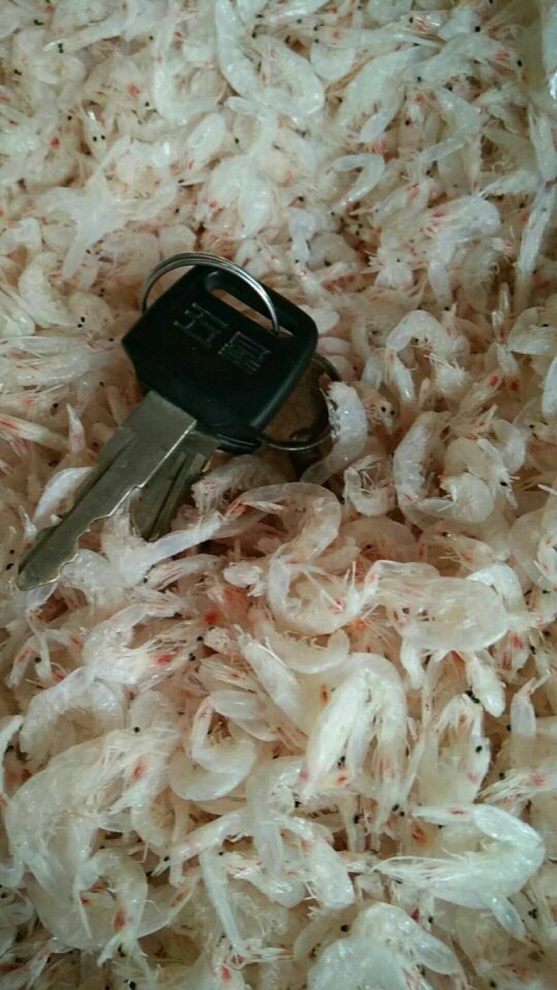 虾皮一级