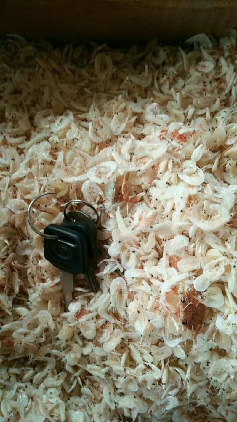 虾皮一级