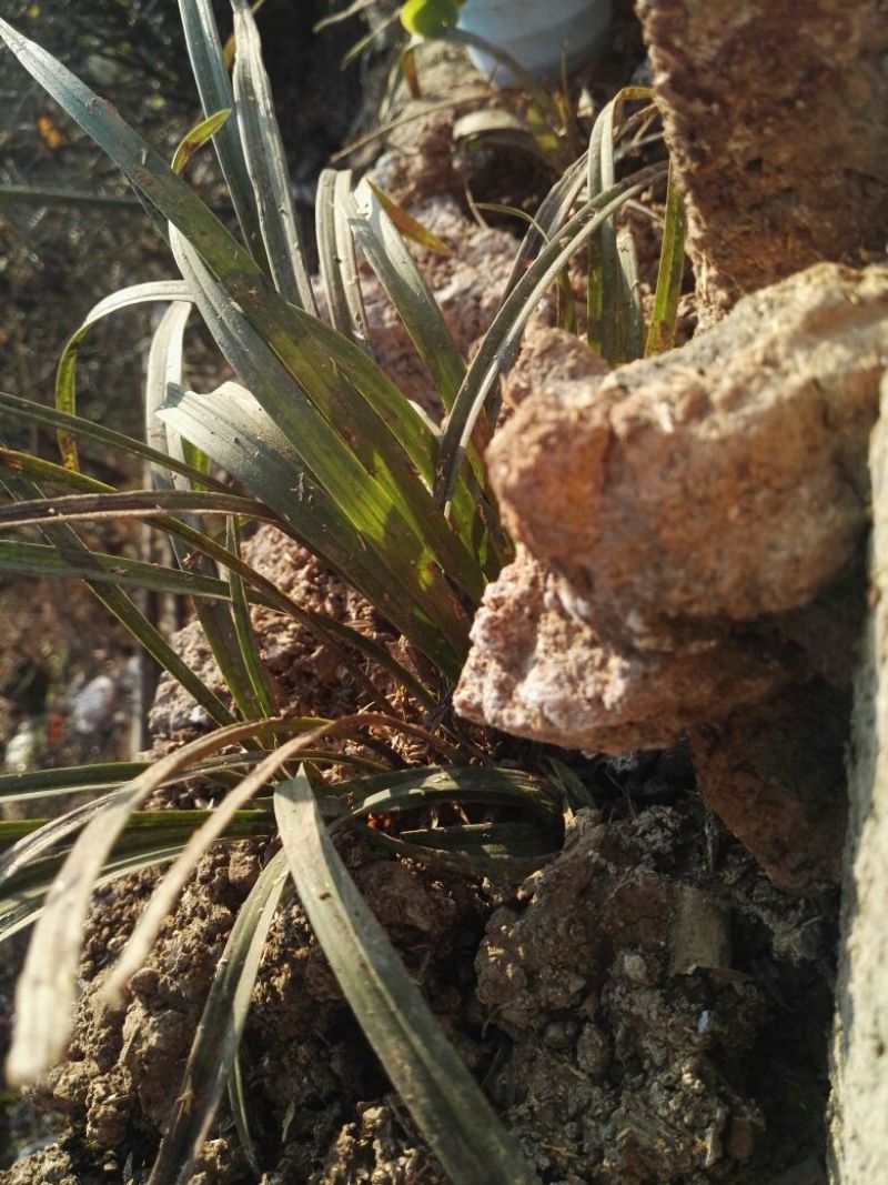 兰花带盆栽好