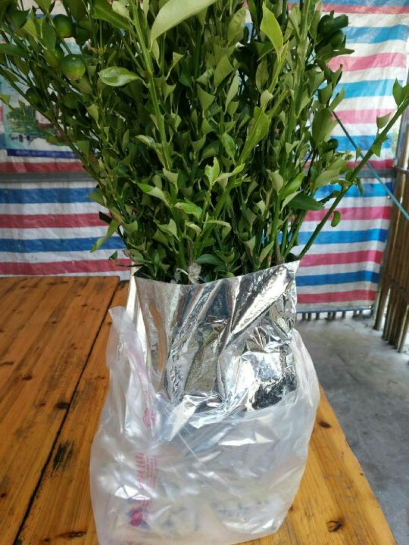 脆皮金桔苗30cm以下