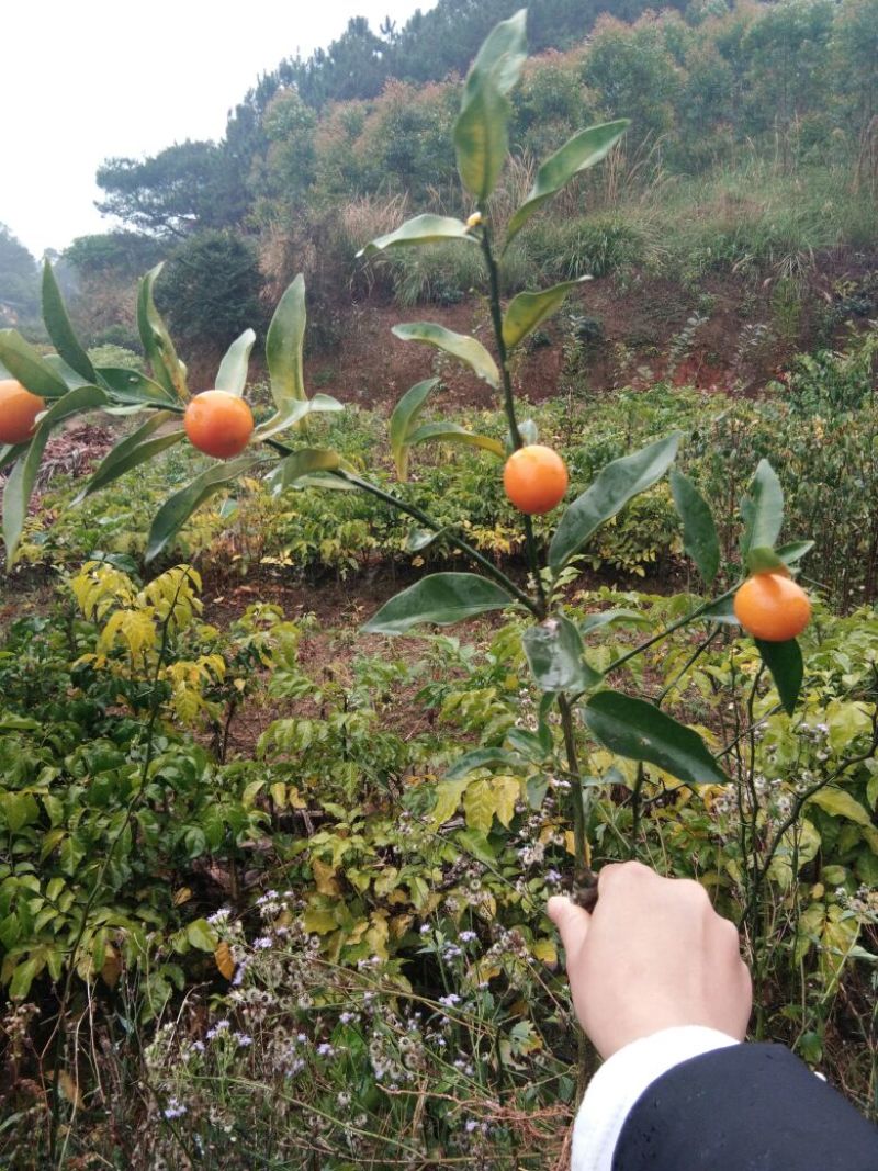 脆皮金桔苗30cm以下