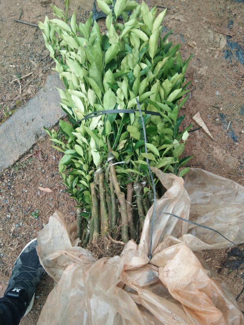 脆皮金桔苗30cm以下