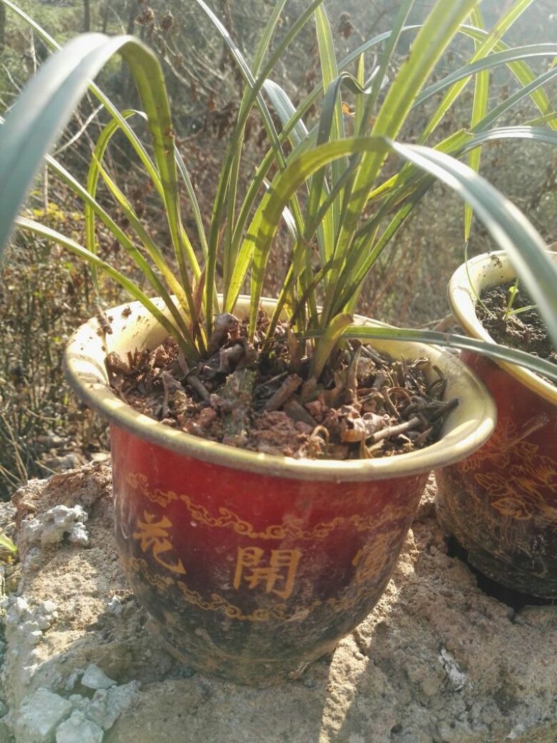 兰花带盆栽好