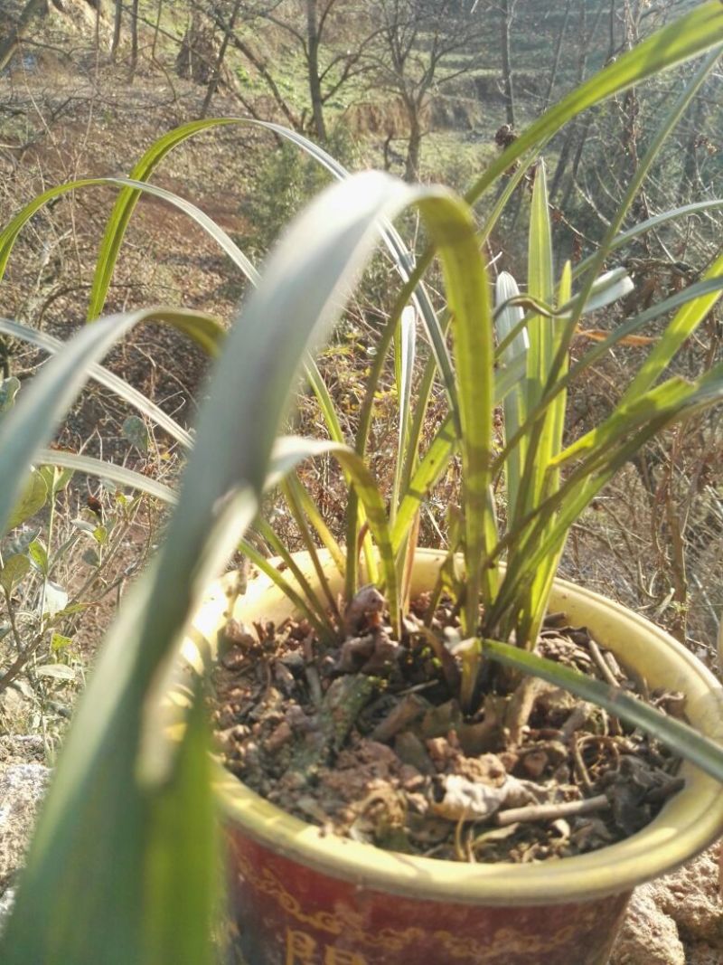 兰花带盆栽好
