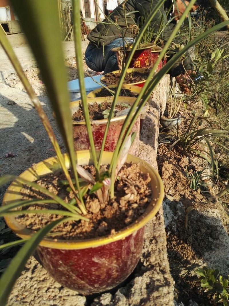 兰花带盆栽好