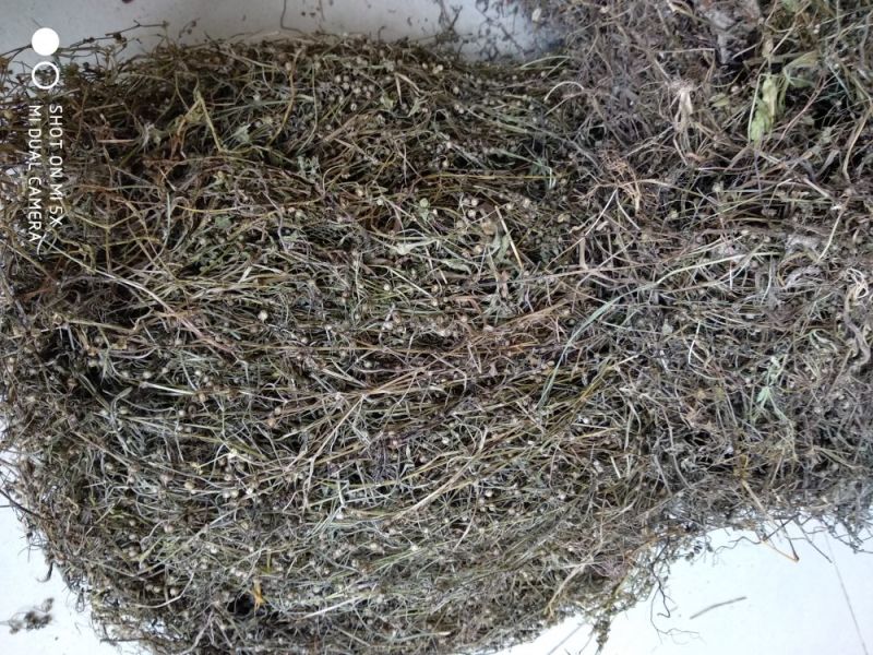 白花蛇舌草