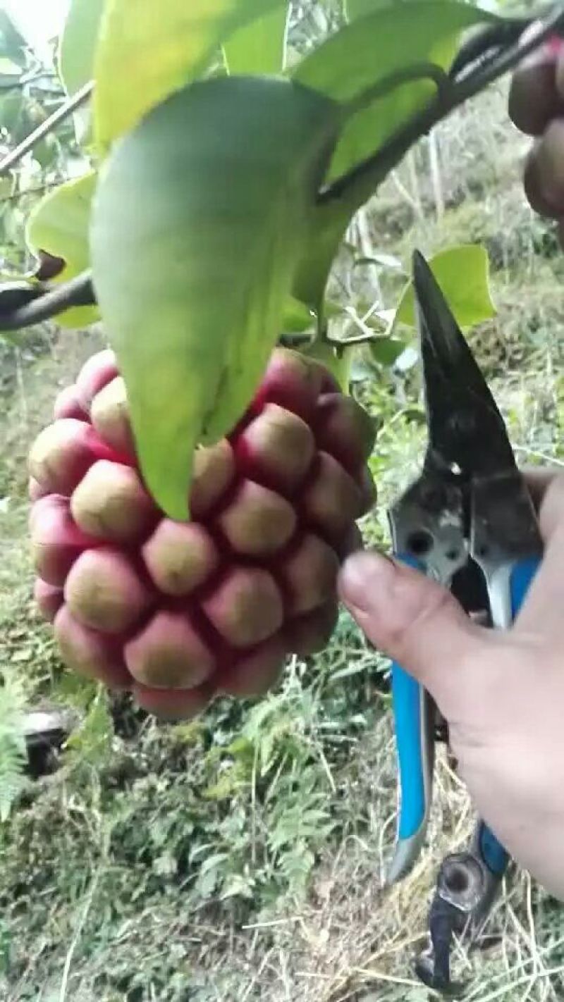布福娜树苗50~80cm